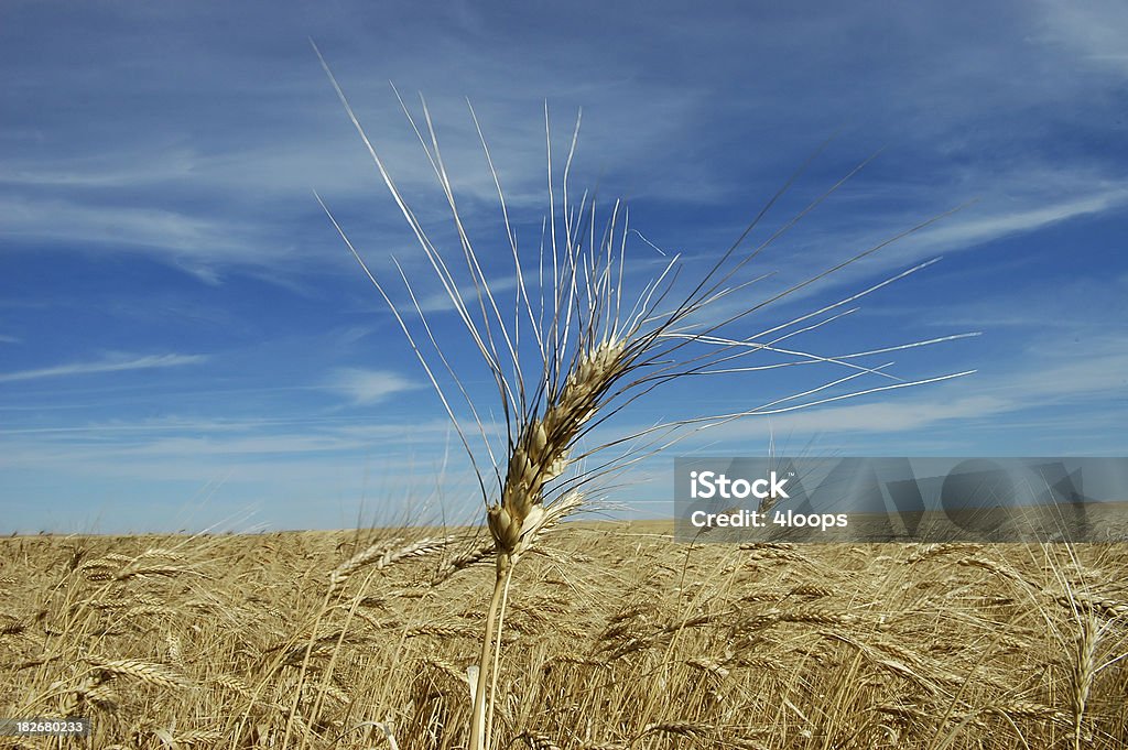 Jefe de Duram - Foto de stock de Agricultura libre de derechos