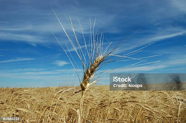 Jefe De Duram Foto de stock y más banco de imágenes de Agricultura - Agricultura, Canadá, Trigo