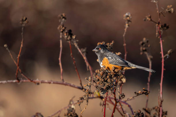istock Male Spotted Towhee feeding on berries, Delta, British Columbia, Canada 1826802695