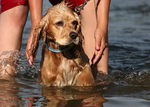 A young dog is not enjoying a summer swim at the lake