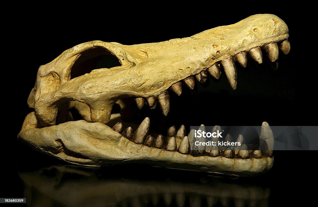 Low key crocodile skull "Low key crocodile skull, isolated on pure black" Aggression Stock Photo