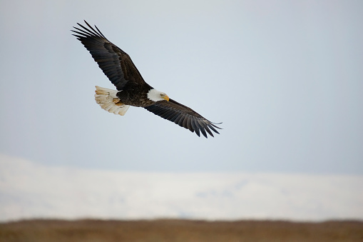 A bald eagle in flight with wings outstretched in marshlands with snow capped mountains in distant background during winter. Sharp! Processed RAW. Room for copy.