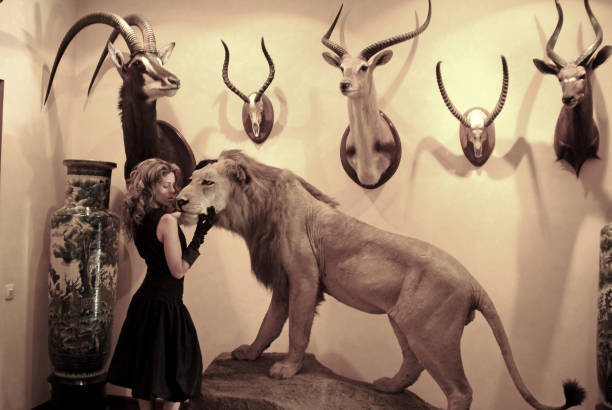 Hunter Michelle with hunted animals taxidermy cat stock pictures, royalty-free photos & images