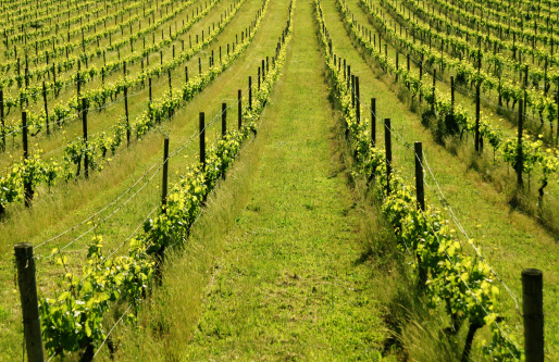 Rows of grapevines in late spring