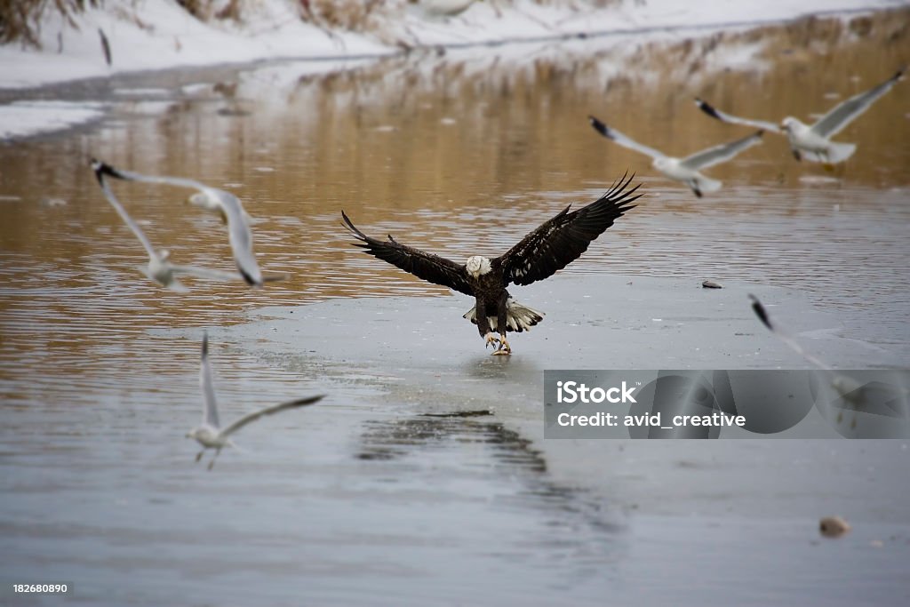 Bald Eagle zakleszczanie ryby na lód - Zbiór zdjęć royalty-free (Bielik amerykański)