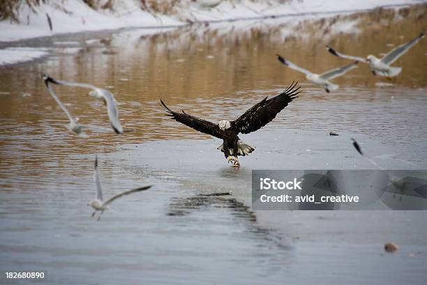 Bald Eagle Zakleszczanie Ryby Na Lód - zdjęcia stockowe i więcej obrazów Bielik amerykański - Bielik amerykański, Bunt, Chłodny