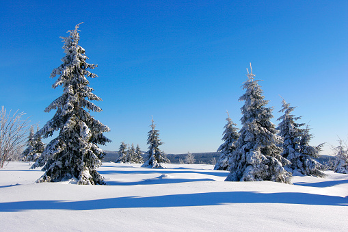 Spruce trees covered by snow in beautiful winter landscape