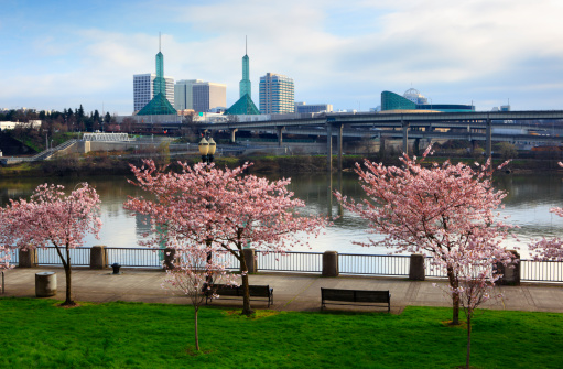 Cherry trees blooming on the waterfront in Portland Oregon.