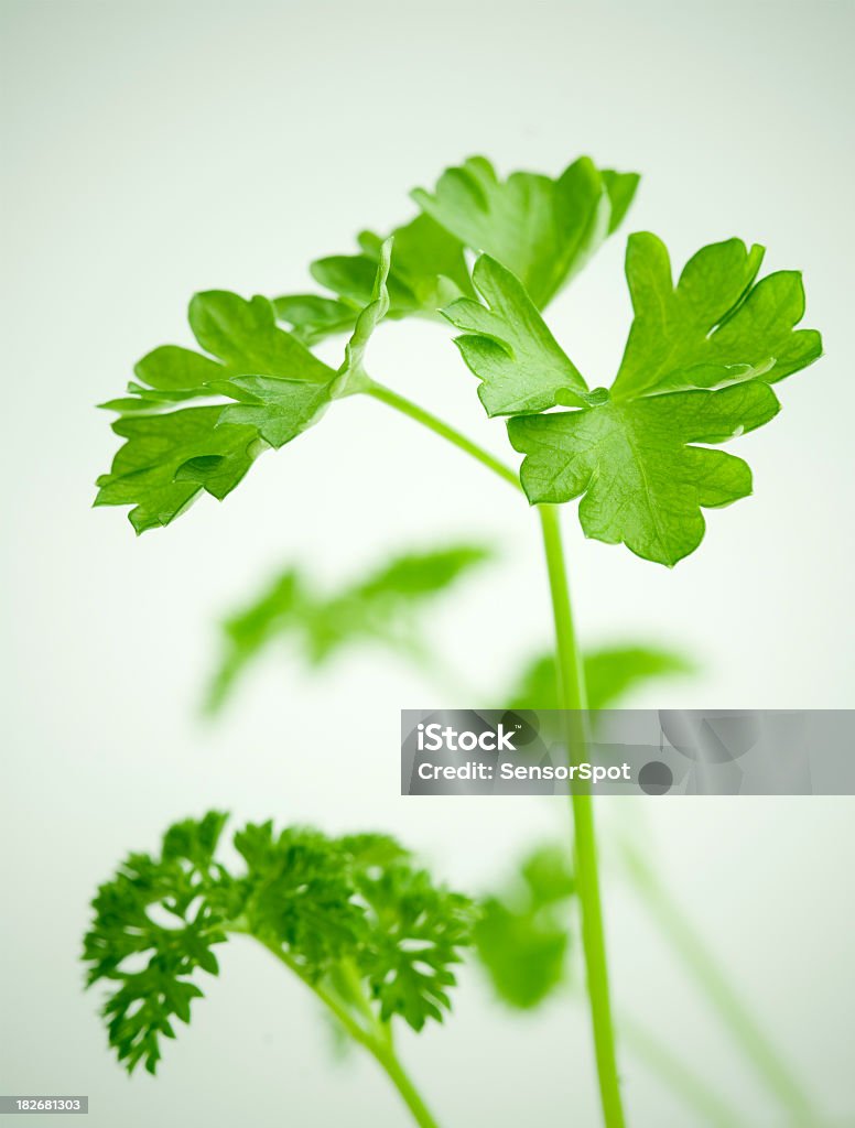 Petersilie - Lizenzfrei Ast - Pflanzenbestandteil Stock-Foto