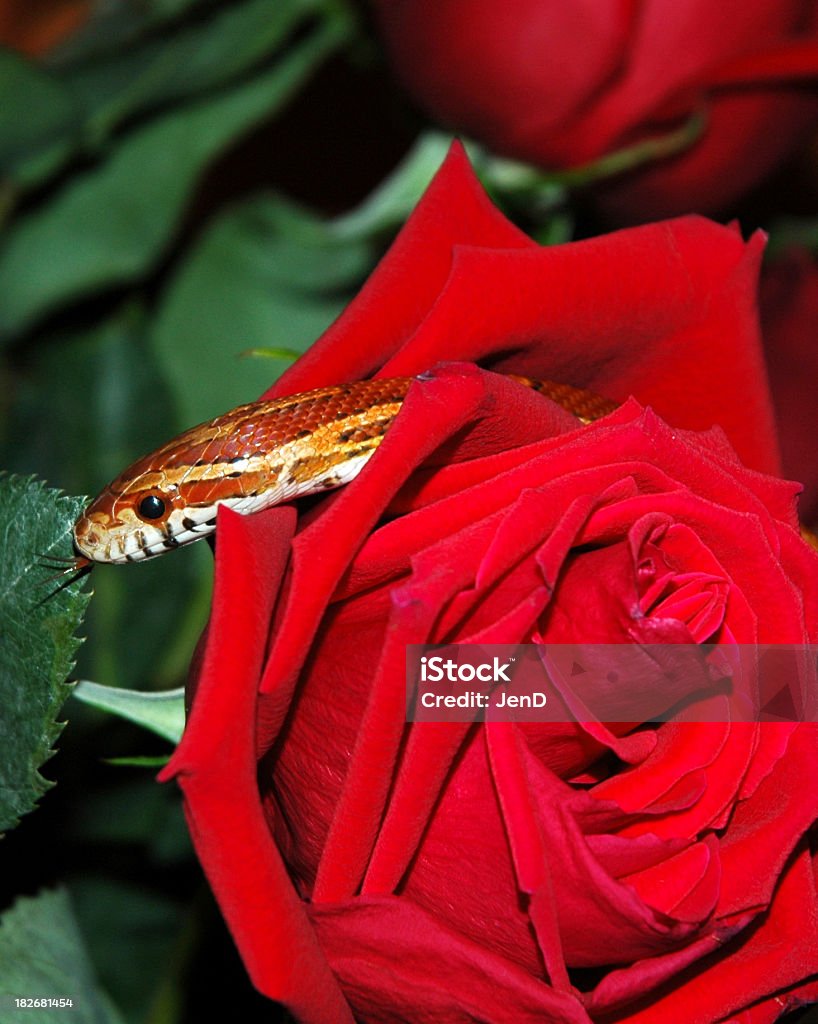 Rose der Täuschung - Lizenzfrei Blume Stock-Foto