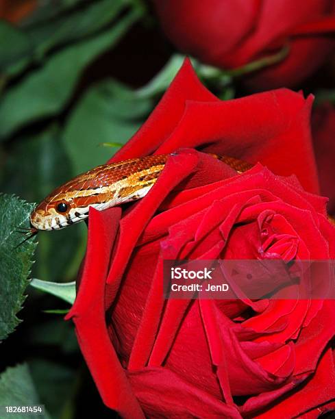 Rose Der Täuschung Stockfoto und mehr Bilder von Blume - Blume, Einzelne Blume, Fotografie