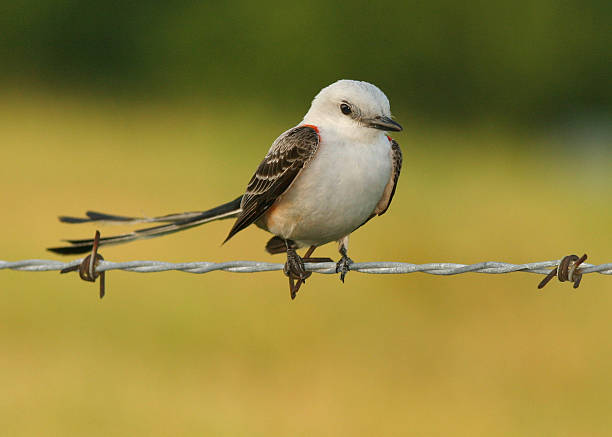 istock Scissortailed Flycatcher 182681540