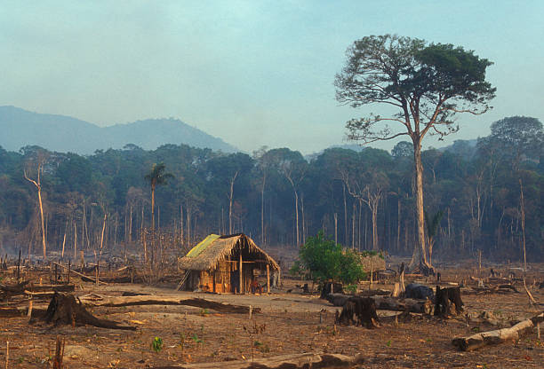 destruction de la forêt tropicale - handcarves business food and drink people photos et images de collection