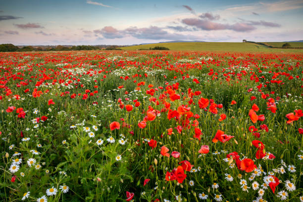 istock Landscape with poppies at sunset 1826816488