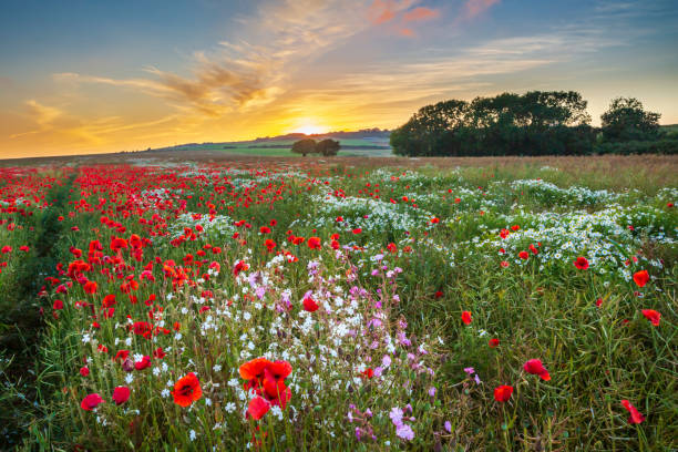 istock Arreton Poppies, Isle of Wight 1826816491