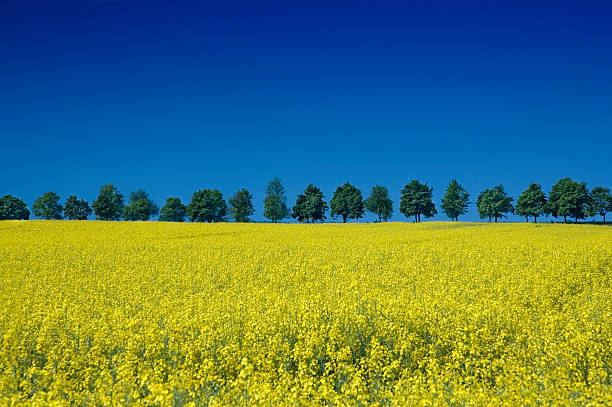 Vibrant field of yellow flowers with trees in the background stock photo