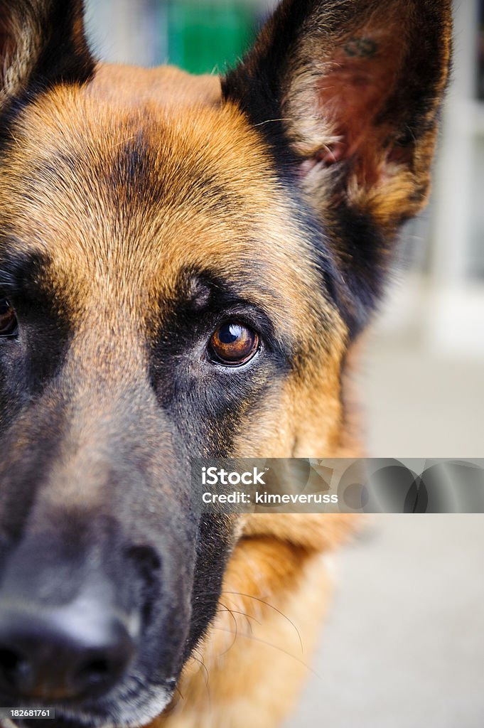 Perro pastor alemán mirando a la cámara - Foto de stock de Animal libre de derechos