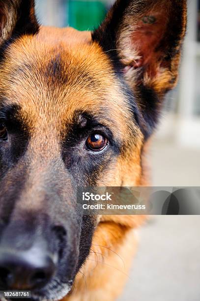 Perro Pastor Alemán Mirando A La Cámara Foto de stock y más banco de imágenes de Animal - Animal, Color negro, Fotografía - Imágenes