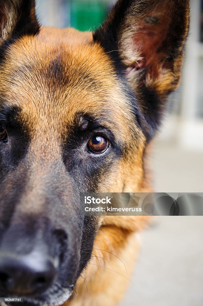 Dog German Shepherd looking towards the camera Dog German Shepherd looking towards the cameraSee &#8216;Dog&#8217;s with Personality&#8217; Collection Animal Stock Photo