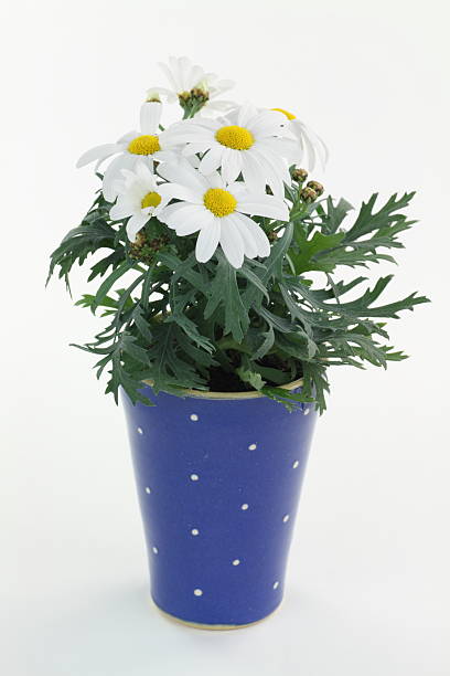 istock Oxeye daisy [Leucanthemum vulgare] 182681779
