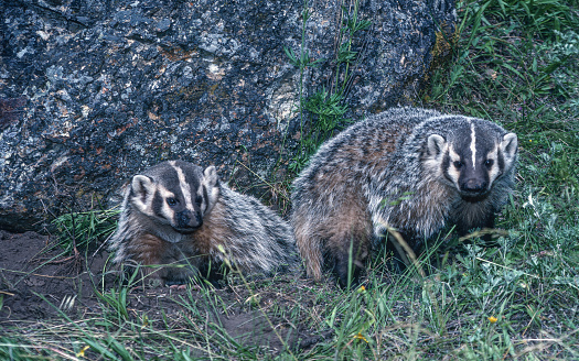 The American badger, Taxidea taxus,  North American badger similar in appearance to the European badger, although not closely related.  Mustelidae. Montana.