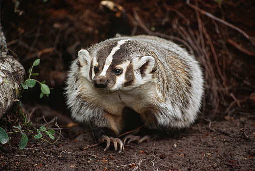 head shot of a young Raccoon facing at the camera, on grey background