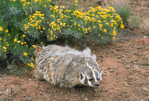 The American badger, Taxidea taxus,  North American badger similar in appearance to the European badger, although not closely related.  Mustelidae. Montana.