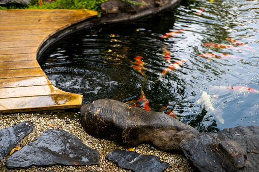 Koi fish or Nishikigoi in outdoor pond in the garden decorated with stone