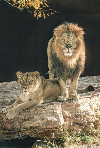 The Asiatic lion, also known as the Persian lion,  Panthera leo leo. Panthera leo persica. India. Male and femal animals.