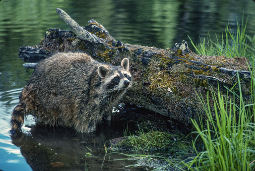 The raccoon, Procyon lotor, also spelled racoon and sometimes called the common raccoon. mammal native to North America. It is the largest of the procyonid family. Montana. ,