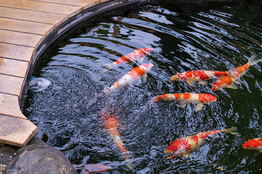 Koi fish or Nishikigoi in outdoor pond in the garden decorated with stone