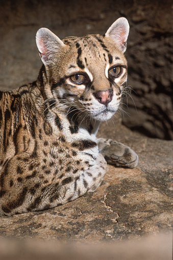 The ocelot (Leopardus pardalis) is a medium-sized spotted wild cat,. It is native to the southwestern United States. Arizona.