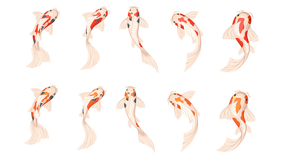 Koi carp fishes, Japanese koi fish. Vector illustration on white background.