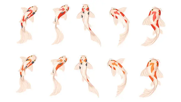 Vector illustration of Koi carp fishes, Japanese koi fish. Vector illustration on white background.