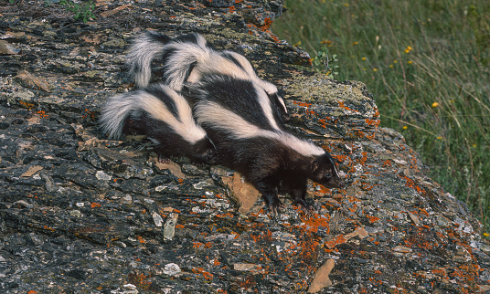The striped skunk (Mephitis mephitis) is a skunk of the genus Mephitis that occurs across much of North America, including southern Canada, the United States, and northern Mexico.. Montana. Young animals.