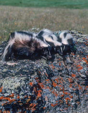 The striped skunk (Mephitis mephitis) is a skunk of the genus Mephitis that occurs across much of North America, including southern Canada, the United States, and northern Mexico.. Montana. Young animals.
