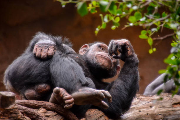 istock Black Chimpanzee Mammal Ape 1826821263