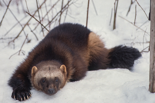 The wolverine ,Gulo gulo luscus, the largest land-dwelling species of the family Mustelidae. It is a muscular carnivore and a solitary animal. Montana.