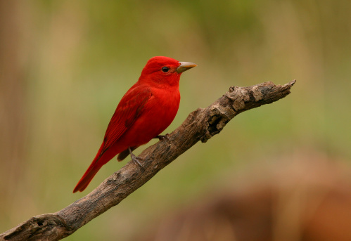 A male Summer Tanager.