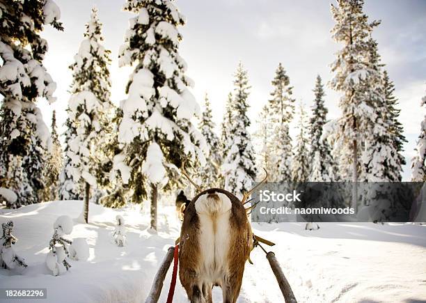 Foto de Passeio De Trenó E Renas e mais fotos de stock de Rena - Família do alce - Rena - Família do alce, Trenó - Equipamento de recreação, Papai Noel