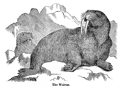 Wood engraving of walrus. Illustrated Natural History by Rev. J. G. Wood, published in USA in 1882.