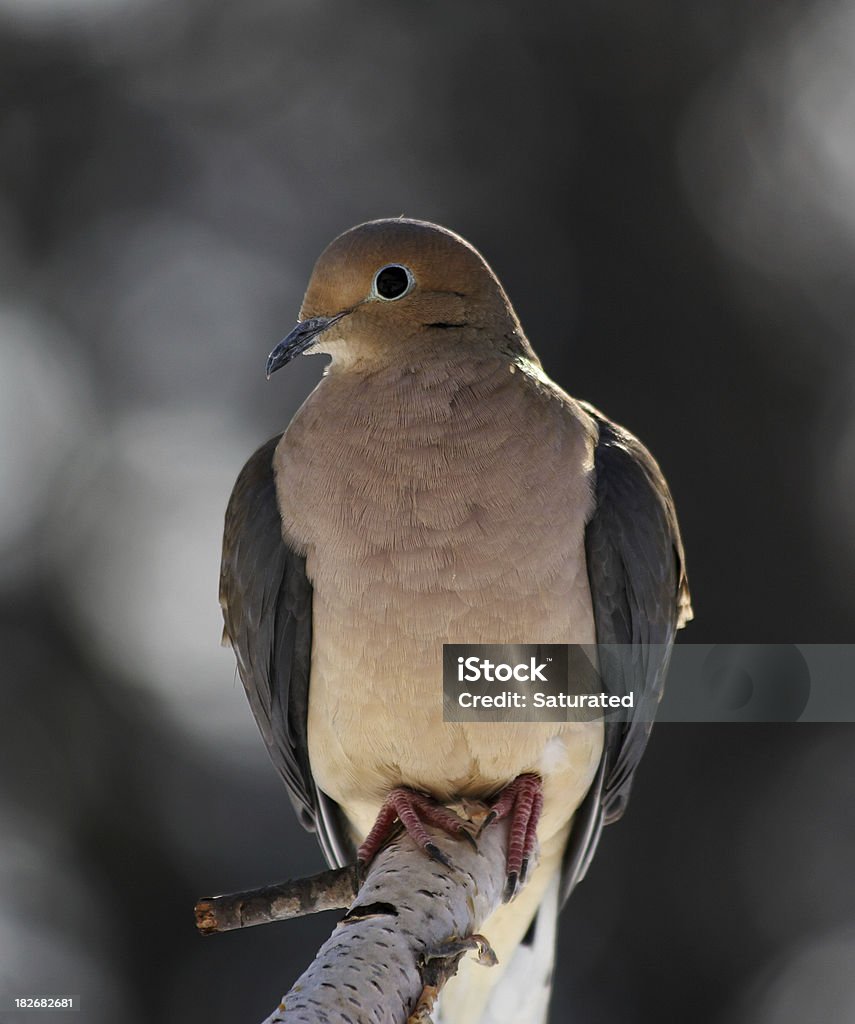 Rola-Carpideira situada bem na ramificação - Royalty-free Pomba Foto de stock