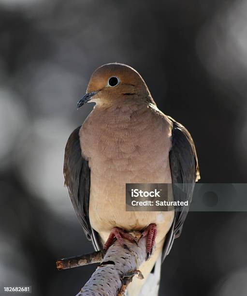 Rolacarpideira Situada Bem Na Ramificação - Fotografias de stock e mais imagens de Pomba - Pomba, Manhã, Sentar-se