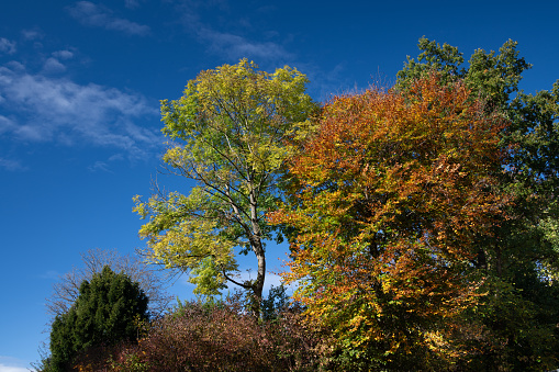 Colourful trees grow against a blue sky in autumn. The leaves of the trees have different colours and glow in the sun.