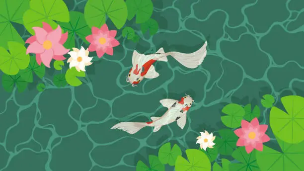 Vector illustration of Pond with koi fish and water lily leaves top view. Vector cartoon landscape of green lake or river surface with water plants and koi fish.