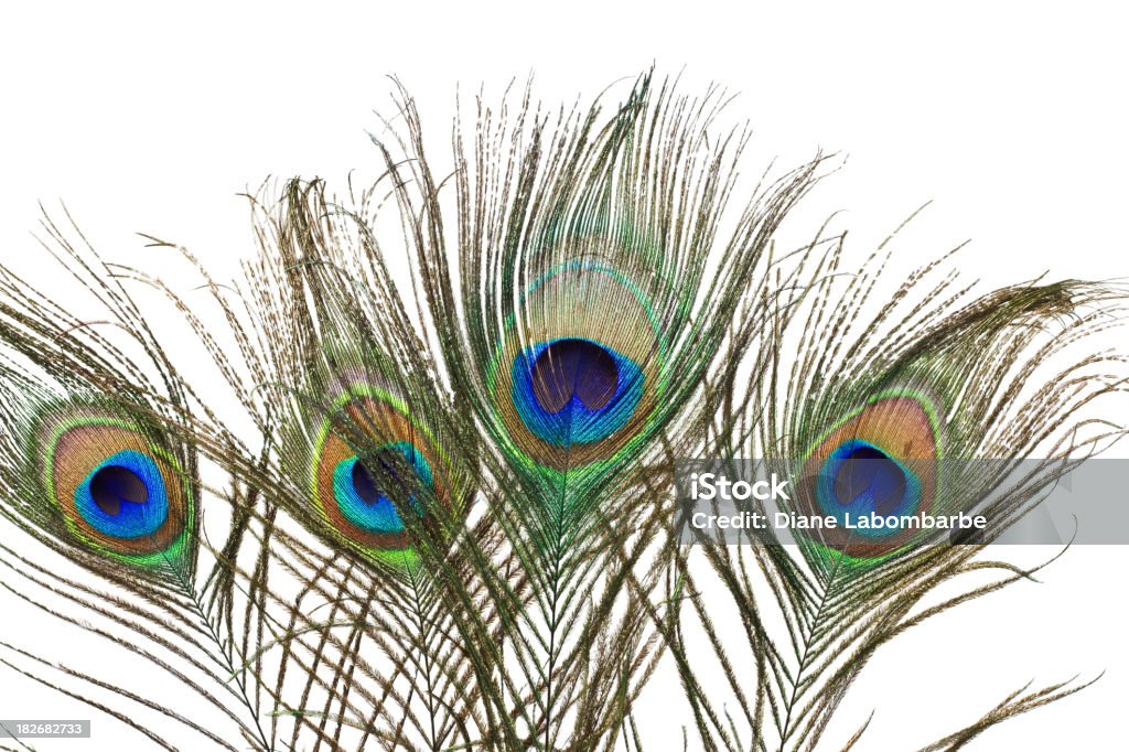 Блестящий павлиньими перьями - Стоковые фото Перо павлина роялти-фри