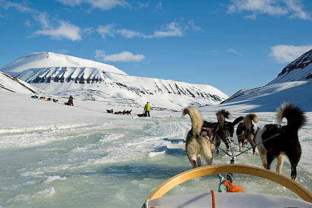 attelage de chiens de traîneaux - svalbard islands photos et images de collection