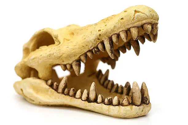 Photo of Crocodile skull isolated on white