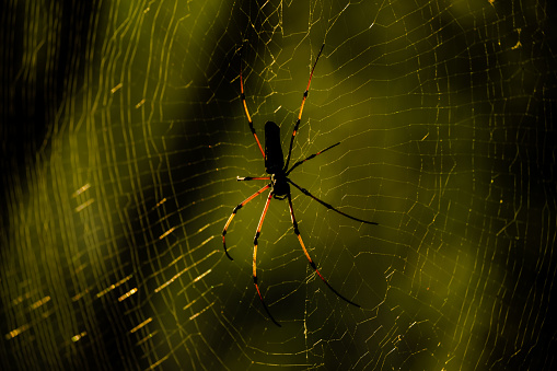 Macro shot of the red-legged golden orb-web spider ( Nephila inaurata ).