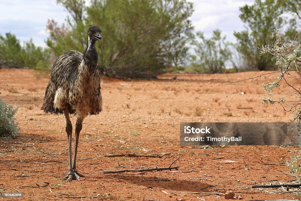 Emu の内陸 - エミューのロイヤリティフリーストックフォト